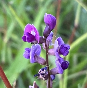 Glycine tabacina at QPRC LGA - 27 Jan 2024