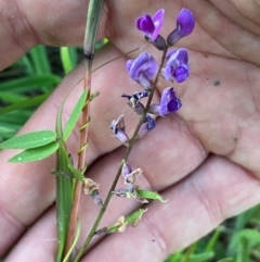 Glycine tabacina at QPRC LGA - 27 Jan 2024 08:09 PM