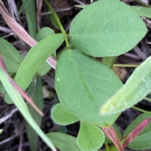 Glycine tabacina at QPRC LGA - 27 Jan 2024