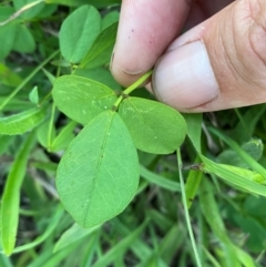 Glycine tabacina at QPRC LGA - 27 Jan 2024