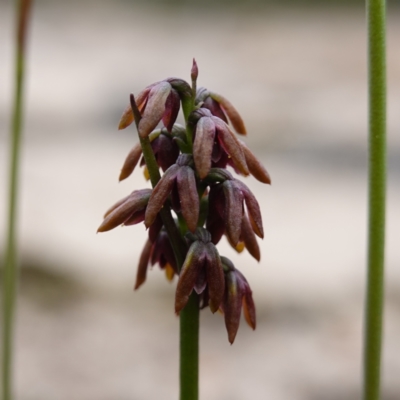 Corunastylis densa (Dense Midge Orchid) at Morton National Park - 24 Jan 2024 by RobG1