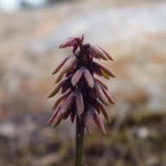 Corunastylis densa at Morton National Park - suppressed