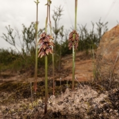 Corunastylis densa at Morton National Park - suppressed