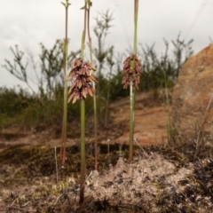 Corunastylis densa at Morton National Park - 24 Jan 2024
