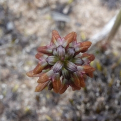 Corunastylis densa at Morton National Park - 24 Jan 2024