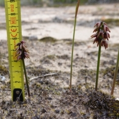 Corunastylis densa at Morton National Park - 24 Jan 2024