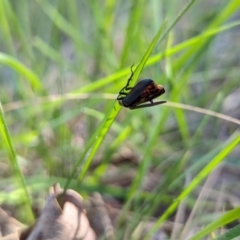 Chauliognathus lugubris at Watson Green Space - 26 Jan 2024