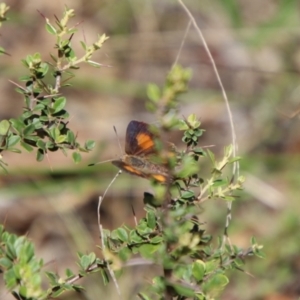 Paralucia aurifera at Jerangle, NSW - 27 Jan 2024