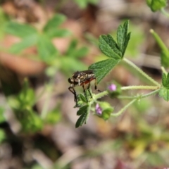 Thereutria amaraca (Spine-legged Robber Fly) at Jerangle, NSW - 27 Jan 2024 by Csteele4