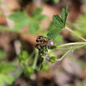 Thereutria amaraca at Jerangle, NSW - 27 Jan 2024