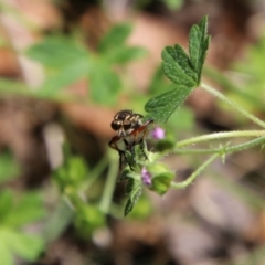 Unidentified at suppressed - 27 Jan 2024