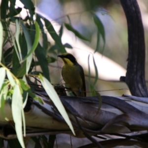 Lichenostomus melanops at Jerangle, NSW - 26 Jan 2024