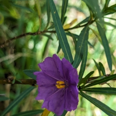 Solanum linearifolium (Kangaroo Apple) at Watson Green Space - 26 Jan 2024 by AniseStar