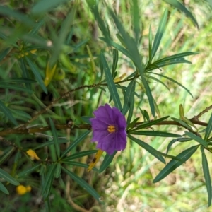 Solanum linearifolium at Watson Green Space - 26 Jan 2024 04:55 PM