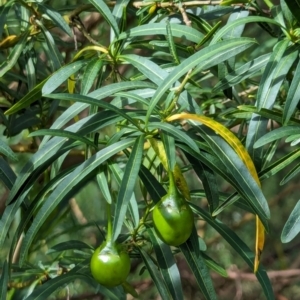 Solanum linearifolium at Watson Green Space - 26 Jan 2024