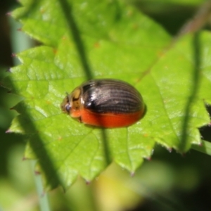 Paropsisterna agricola at Jerangle, NSW - 27 Jan 2024