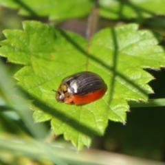 Paropsisterna agricola at Jerangle, NSW - 27 Jan 2024