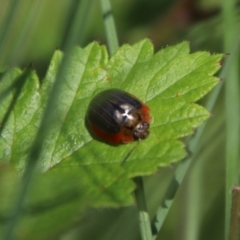 Paropsisterna agricola at Jerangle, NSW - 27 Jan 2024