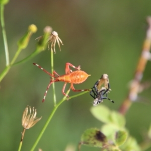 Amorbus sp. (genus) at Jerangle, NSW - 26 Jan 2024