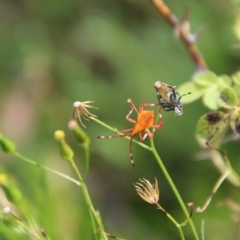 Amorbus (genus) at Jerangle, NSW - 26 Jan 2024 06:18 PM