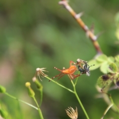 Amorbus sp. (genus) at Jerangle, NSW - 26 Jan 2024