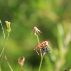 Amorbus sp. (genus) at Jerangle, NSW - 26 Jan 2024