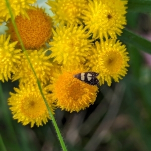 Glyphipterix chrysoplanetis at Watson Green Space - 26 Jan 2024