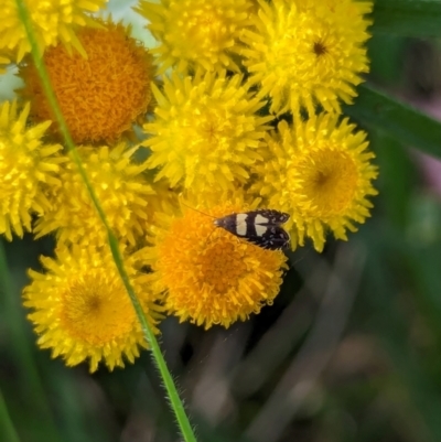 Glyphipterix chrysoplanetis (A Sedge Moth) at Watson, ACT - 26 Jan 2024 by AniseStar