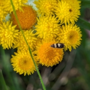 Glyphipterix chrysoplanetis at Watson Green Space - 26 Jan 2024