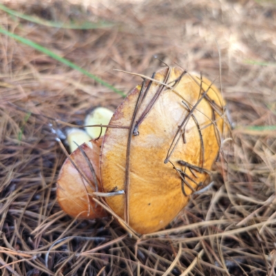 Unidentified Bolete - Fleshy texture, stem central (more-or-less) at Jerangle, NSW - 26 Jan 2024 by Csteele4