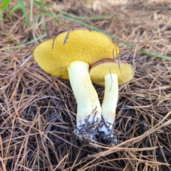 Suillus granulatus at Jerangle, NSW - 26 Jan 2024