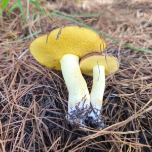 Suillus granulatus at Jerangle, NSW - 26 Jan 2024 04:22 PM