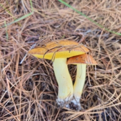 Suillus granulatus at Jerangle, NSW - 26 Jan 2024 04:22 PM