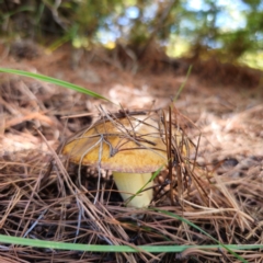 Suillus granulatus at Jerangle, NSW - 26 Jan 2024 04:22 PM