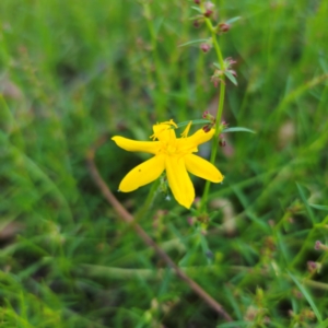 Hypoxis hygrometrica var. hygrometrica at Jerangle, NSW - 27 Jan 2024