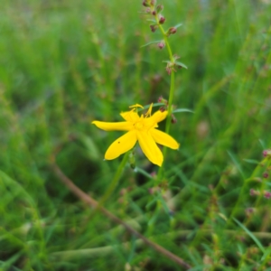 Hypoxis hygrometrica var. hygrometrica at Jerangle, NSW - 27 Jan 2024