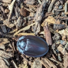 Pterohelaeus granuliger (Pie-dish beetle) at Watson, ACT - 26 Jan 2024 by AniseStar