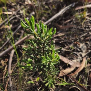 Persoonia rigida at Jerangle, NSW - 26 Jan 2024 06:19 PM