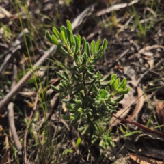 Persoonia rigida at Jerangle, NSW - 26 Jan 2024 06:19 PM