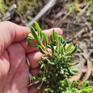 Persoonia rigida at Jerangle, NSW - 26 Jan 2024 06:19 PM