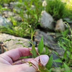 Persicaria hydropiper (Water Pepper) at Jerangle, NSW - 26 Jan 2024 by Csteele4