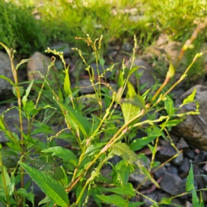 Persicaria hydropiper at Jerangle, NSW - 26 Jan 2024