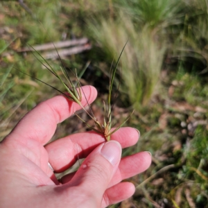 Themeda triandra at Jerangle, NSW - 26 Jan 2024 05:38 PM