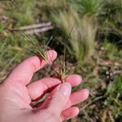 Themeda triandra (Kangaroo Grass) at Jerangle, NSW - 26 Jan 2024 by Csteele4