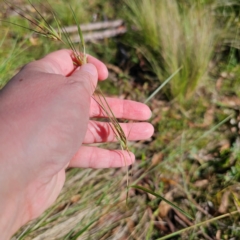 Themeda triandra at Jerangle, NSW - 26 Jan 2024 05:38 PM