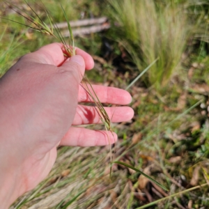 Themeda triandra at Jerangle, NSW - 26 Jan 2024