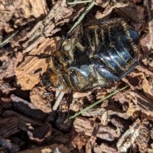 Chondropyga dorsalis at Watson Green Space - 26 Jan 2024