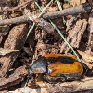 Chondropyga dorsalis at Watson Green Space - 26 Jan 2024