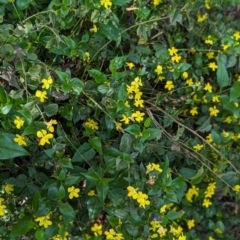 Goodenia ovata at Watson Green Space - 26 Jan 2024 05:02 PM