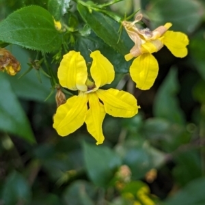 Goodenia ovata at Watson Green Space - 26 Jan 2024